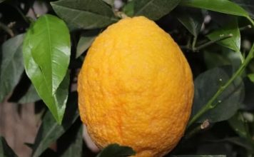 Лимон Pigmentata