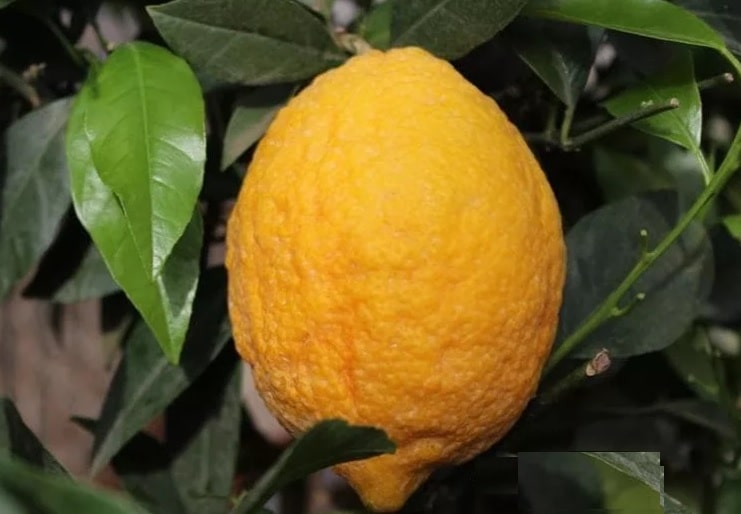 Лимон Пигментата