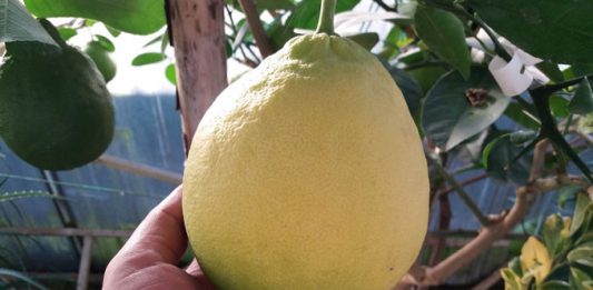 Интериорни и градински растения