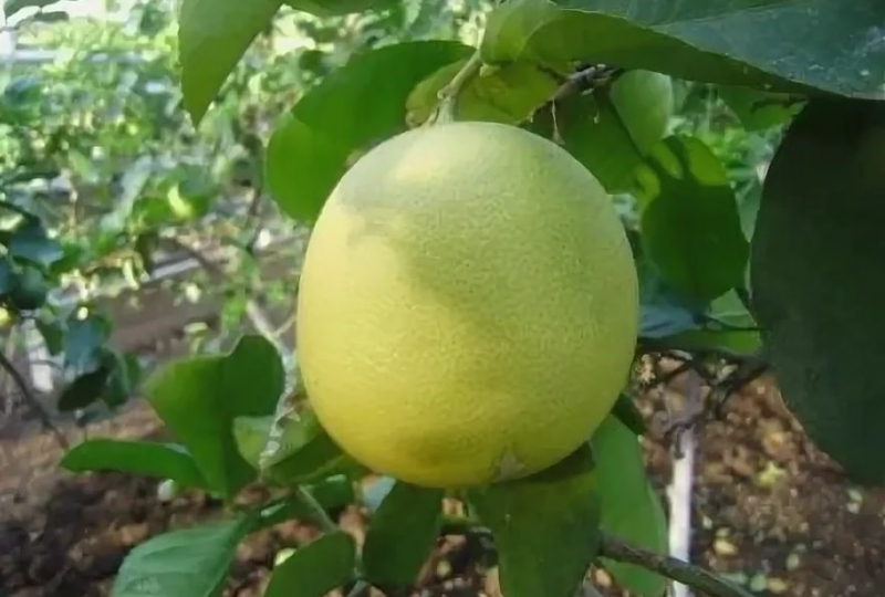 Лимон Салават
