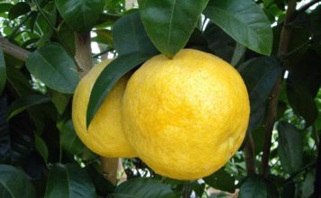 Лимон Волкамериана