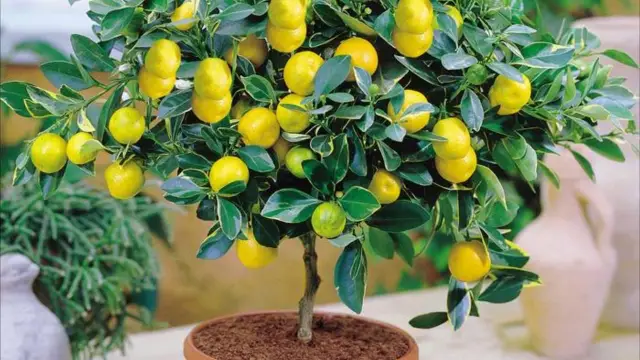 Стайни лимони