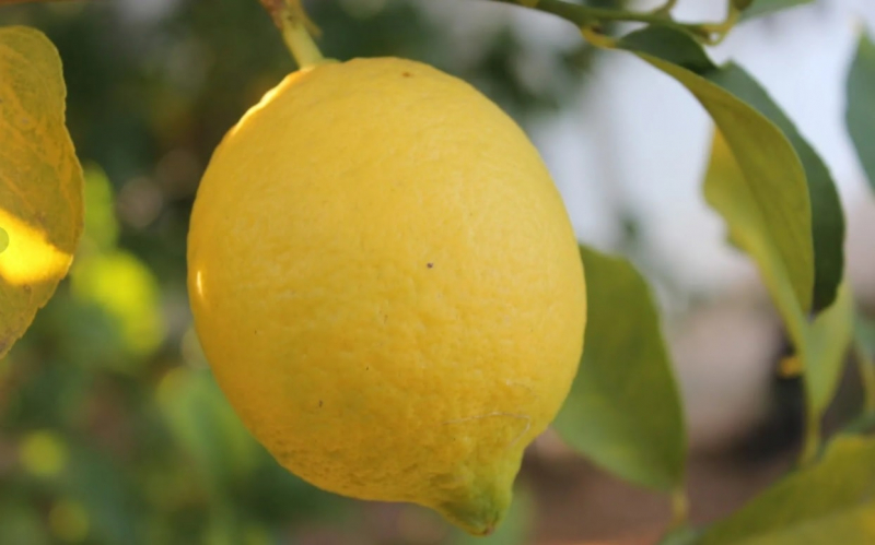 Мезенский лимон