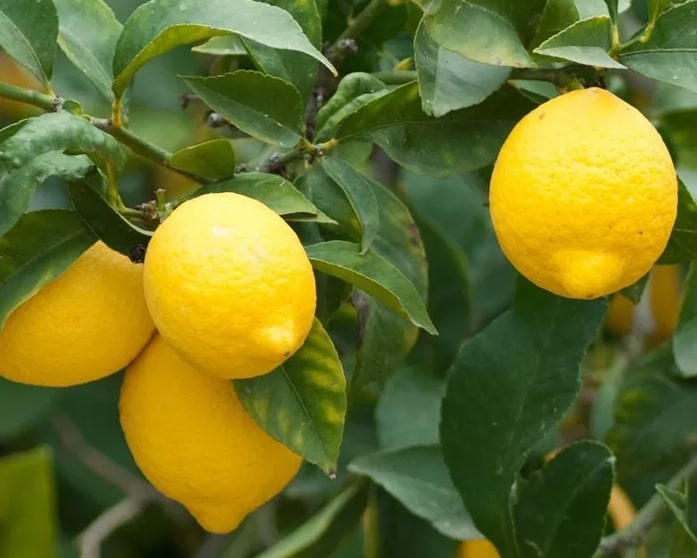 Московский лимон
