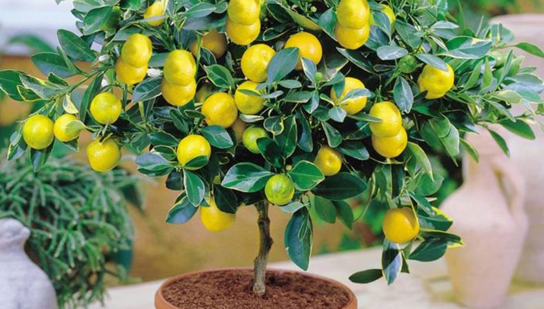 Сортове домашни лимони