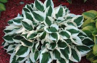 Хоста – засаждане и грижи на открито през есента