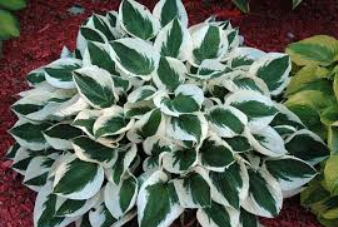 Хоста (Hosta) е невероятно тревисто многогодишно растение