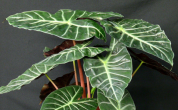 Какви Стайни растения се трансплантират през есента: списък с обяснения