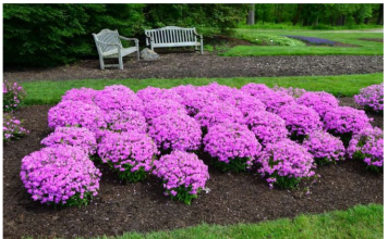 Кога да отрежете флокса след цъфтежа за зимата