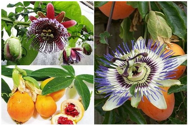 Пассифлора (страстоцвет): все нюансы ухода за цветком в домашних условиях, правила размножения + фото и видео