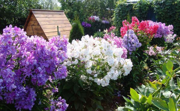 Трансплантация на флокс през есента на друго място-Условия — правила, инструкции със снимки и видеоклипове