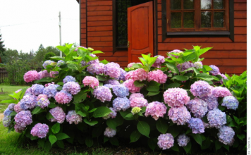 Засаждане на хортензия през есента на открито – условия и правила