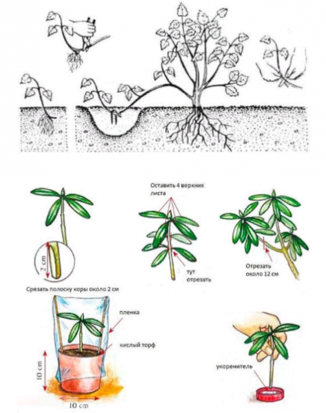 Рододендрон — посадка, уход и нюансы выращивания, фото цветов, описание видов и сортов