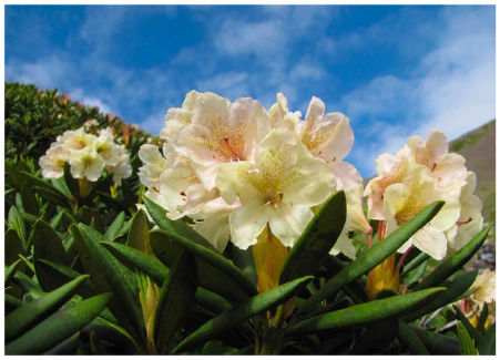 Рододендрон — посадка, уход и нюансы выращивания, фото цветов, описание видов и сортов